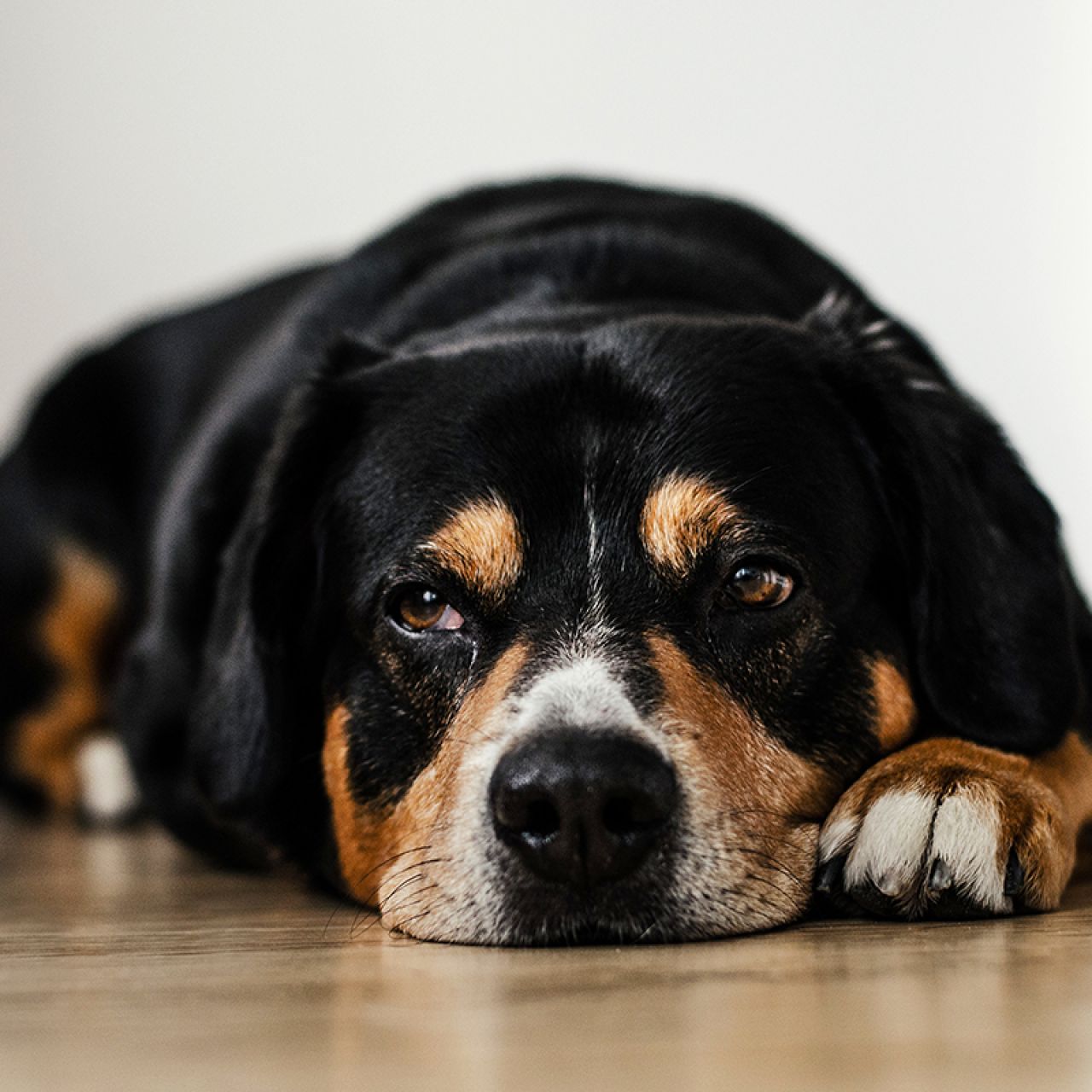 Hund liegt auf dem Boden